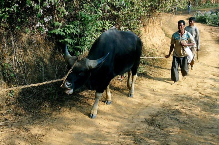 Gayal (Bos frontalis)