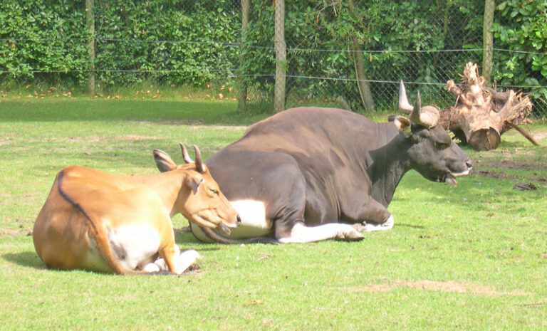 Banteng (Bos javanicus)