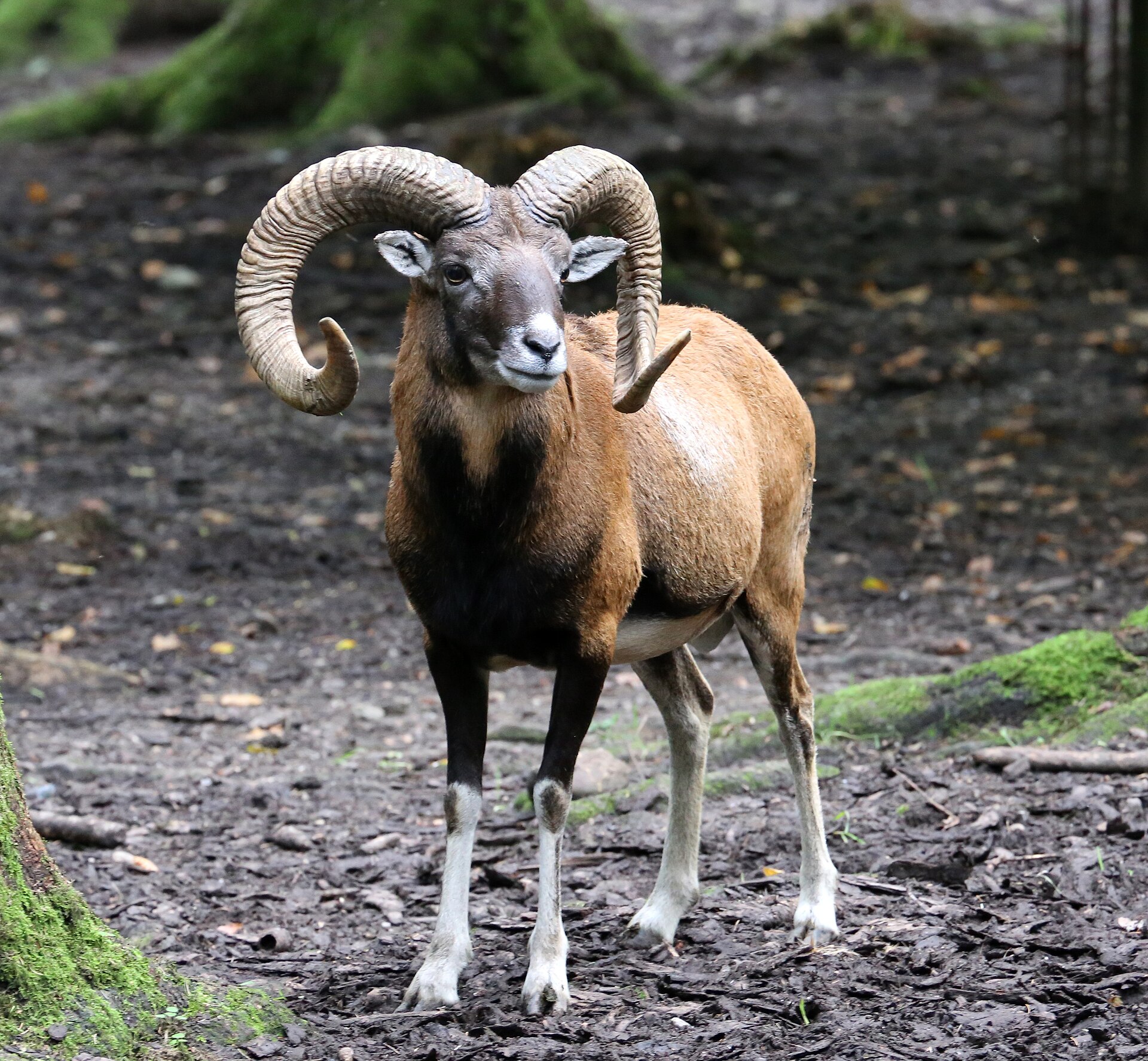Muflon
