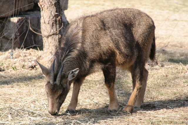 Goral východní
