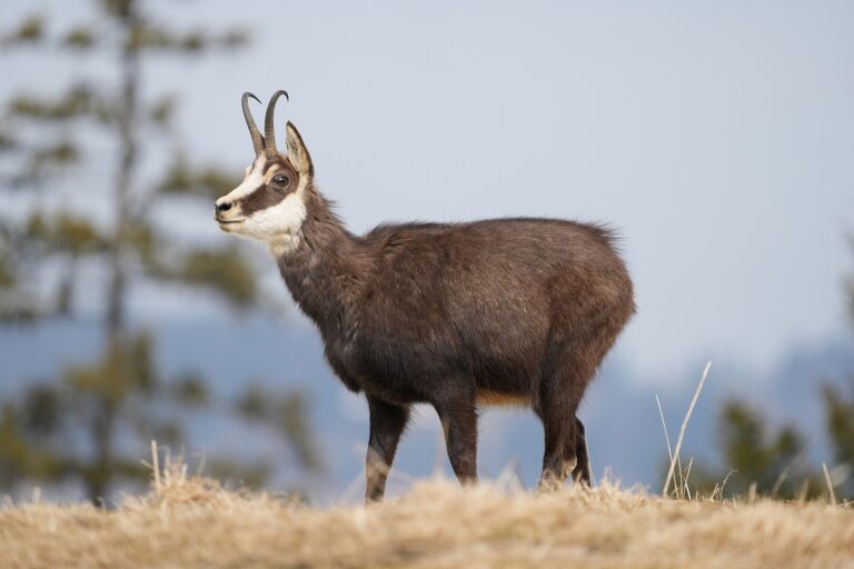 Kamzík horský (Rupicapra rupicapra)