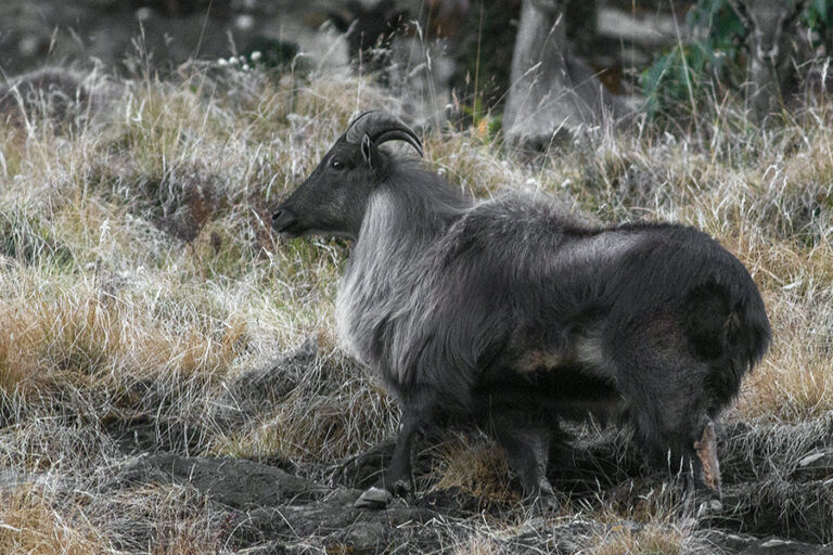 Tahr himálajský