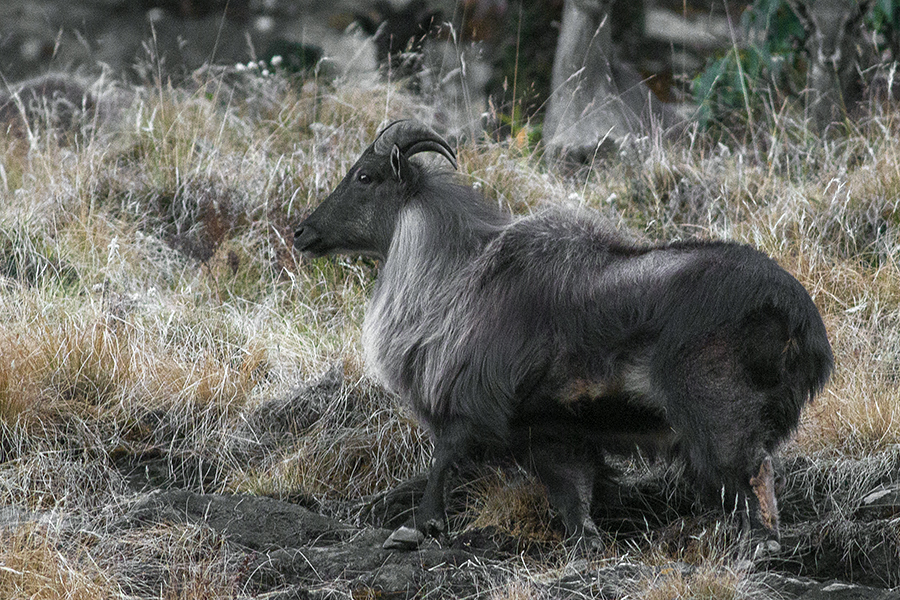 Tahr himálajský