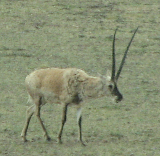 Čiru