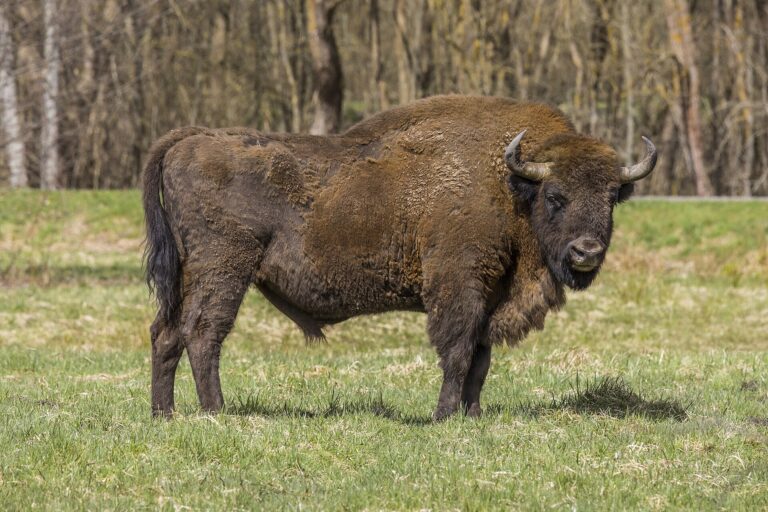 Zubr evropský Zubr evropský (Bison bonasus)