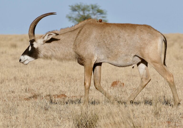 Antilopa koňská (Hippotragus equinus)