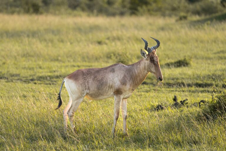 Buvolec stepní (Alcelaphus buselaphus)