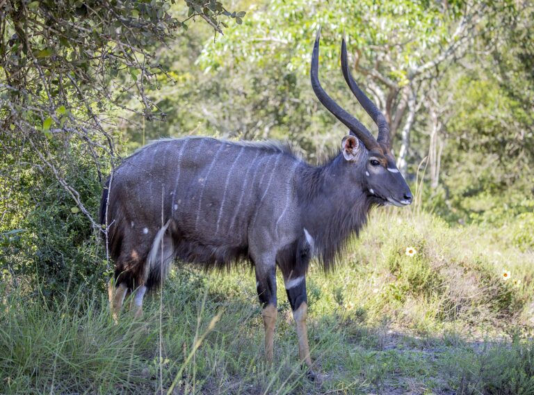 Nyala nížinná (Tragelaphus angasii)