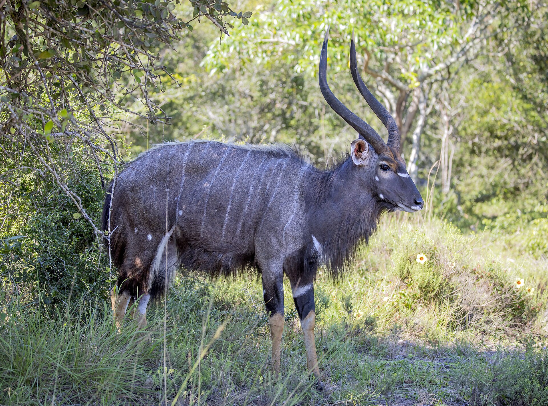 Nyala nížinná