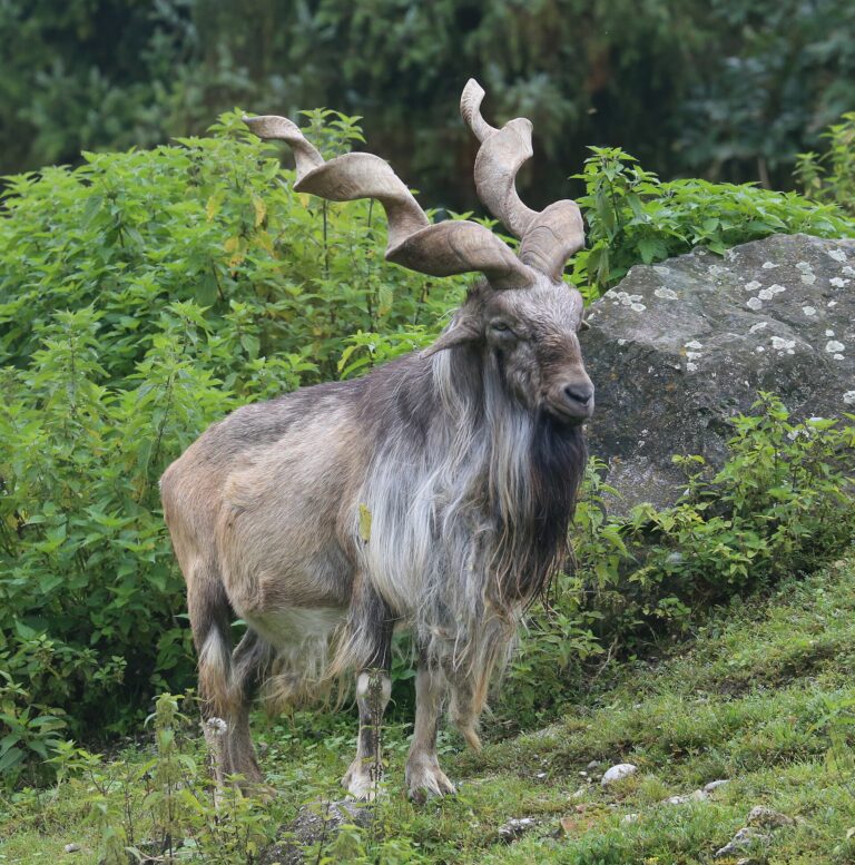 Koza šrouborohá (Capra falconeri)