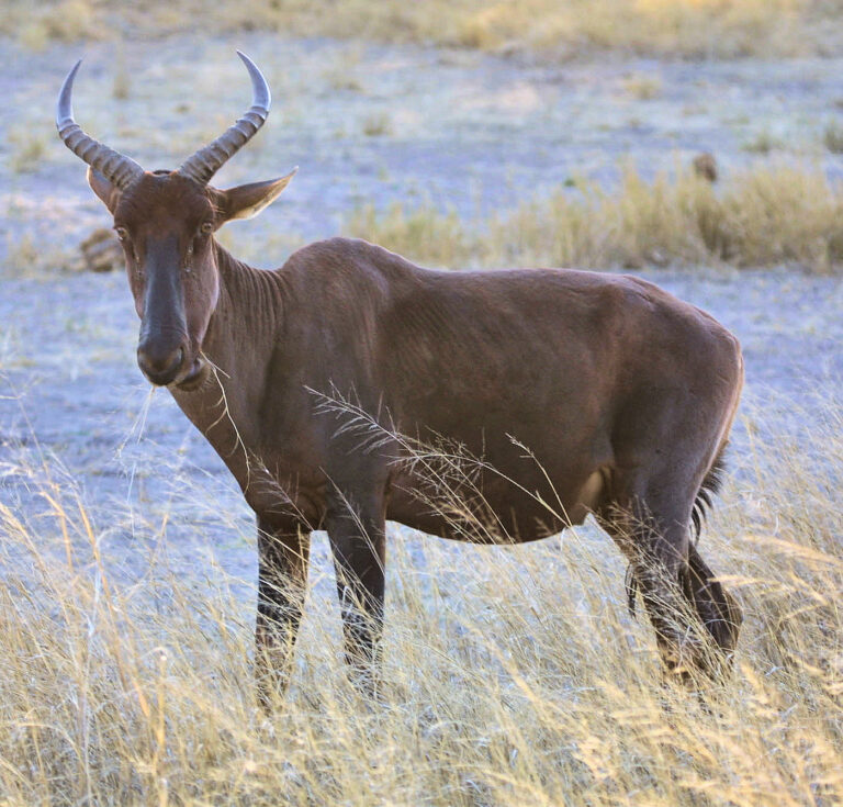 Buvolec modrý (Damaliscus lunatus)