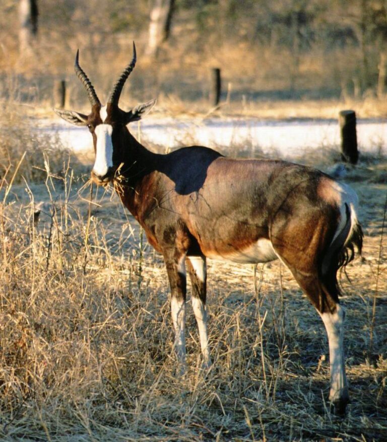 Buvolec pestrý (Damaliscus pygargus)