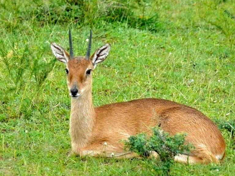 Oribi (Ourebia ourebi)