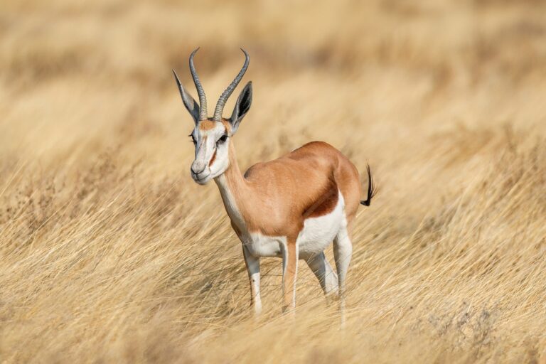 Antilopa skákavá (Antidorcas marsupialis)