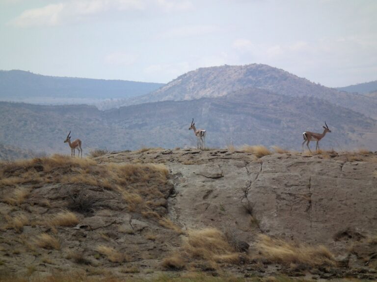Gazela grantova Gazela grantova (Gazella granti)