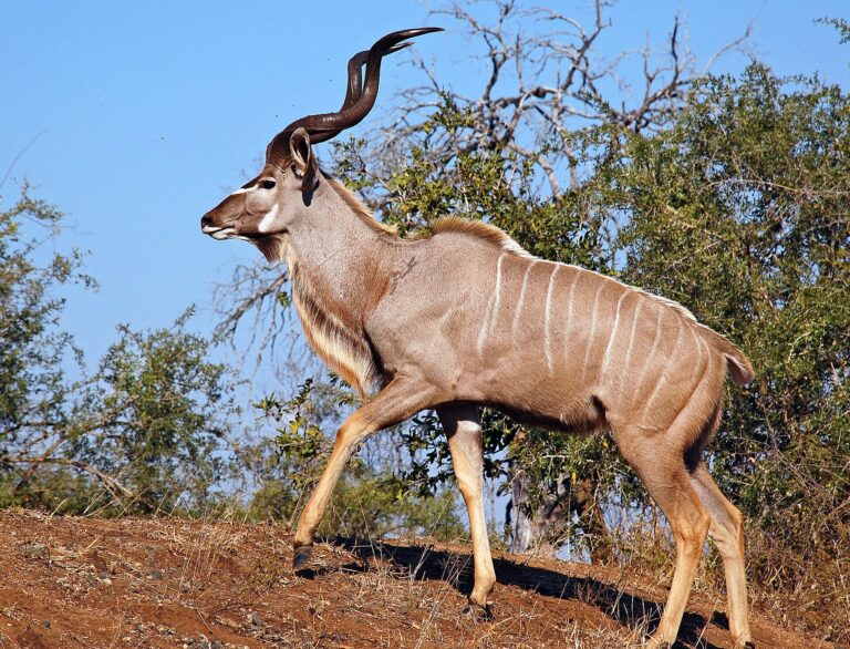 Kudu velký (Tragelaphus strepsiceros)