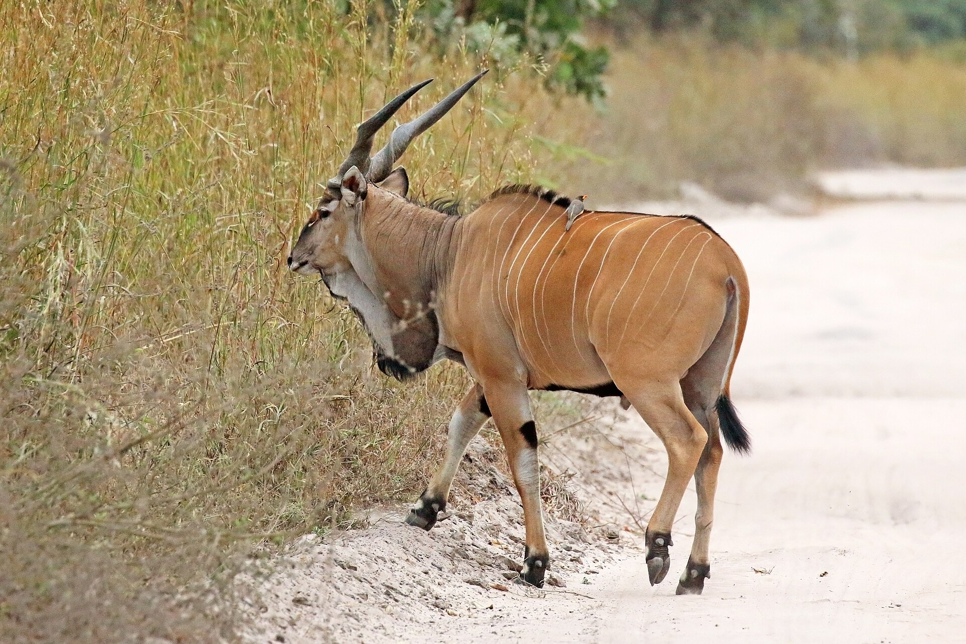 Antilopa derbyho