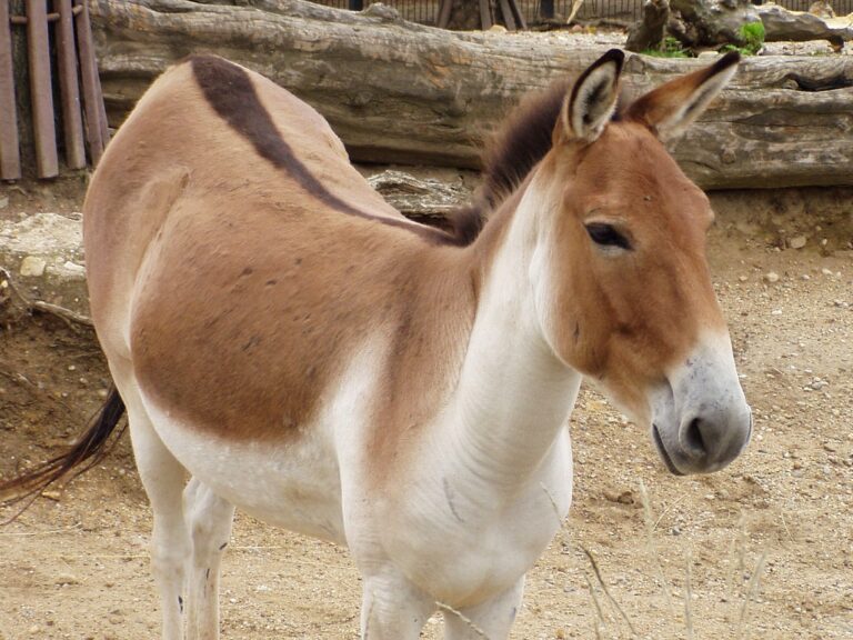 Kiang (Equus kiang)