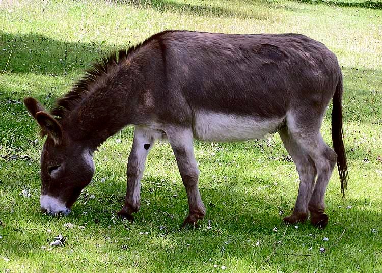 Osel domácí