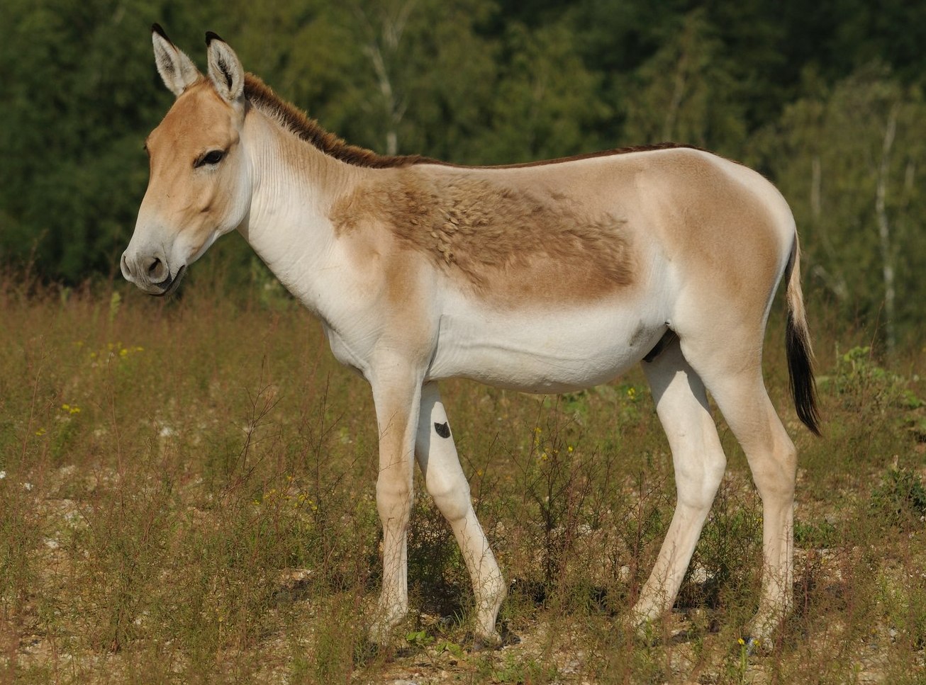 Osel asijský