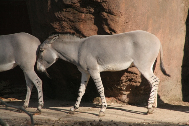 Osel somálský