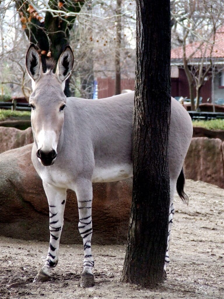 Osel africký (Equus africanus)