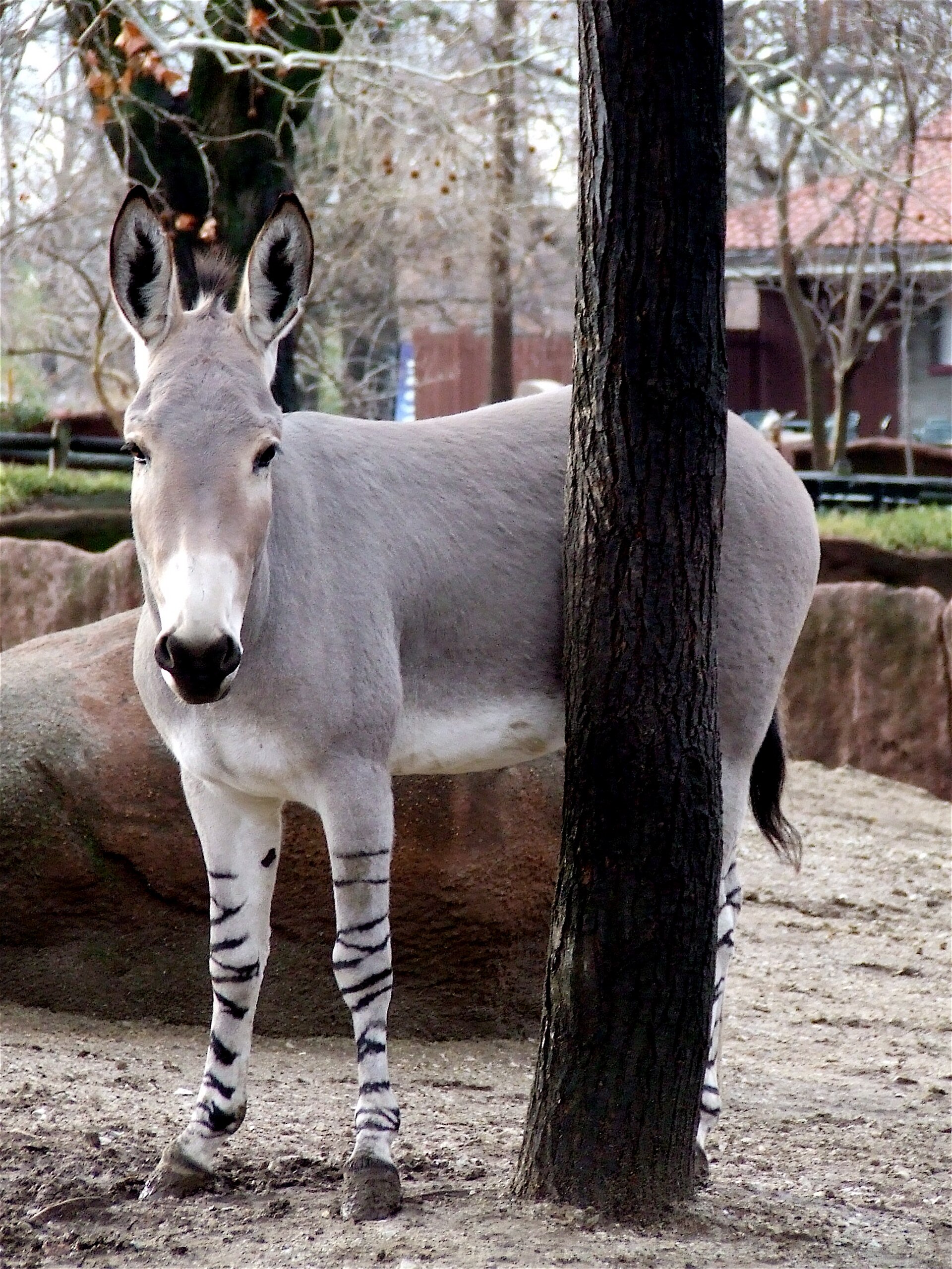 Osel africký