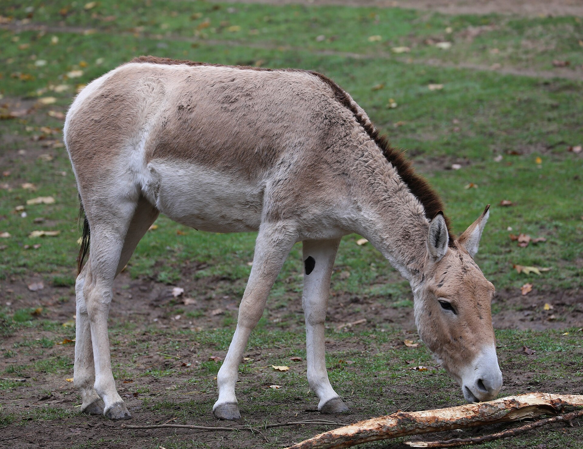 Kulan