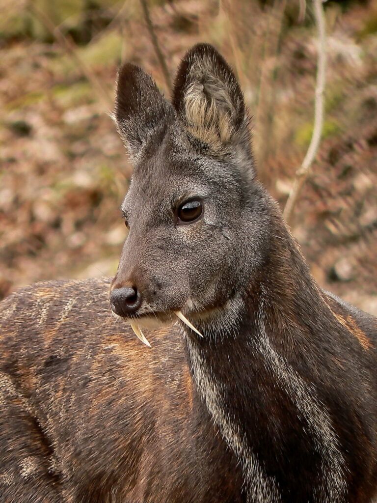 Kabar pižmový (Moschus moschiferus)