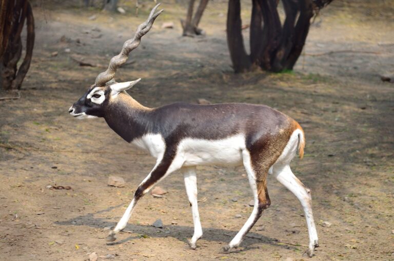 Antilopa jelení (Antilope cervicapra)