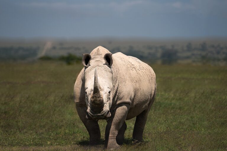 Nosorožec tuponosý (Ceratotherium simum)