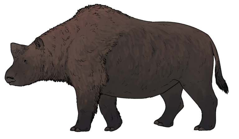 Elasmotherium (Elasmotherium)