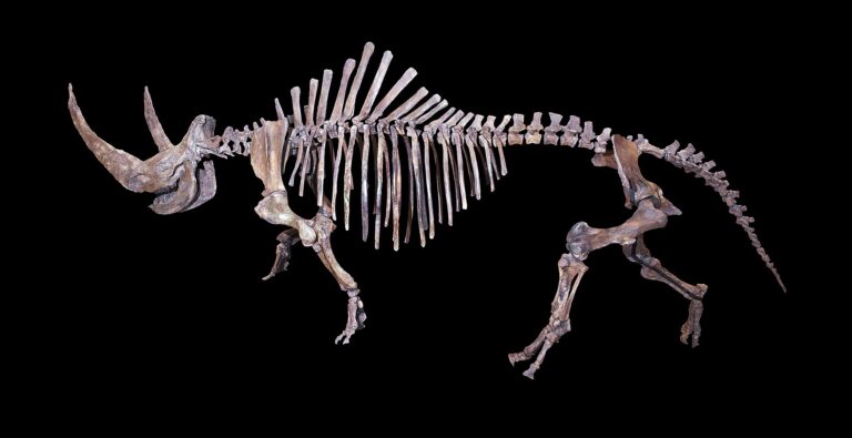 Nosorožec srstnatý (Coelodonta antiquitatis)