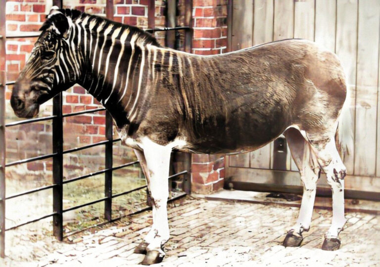 Zebra kvaga (Equus quagga quagga)