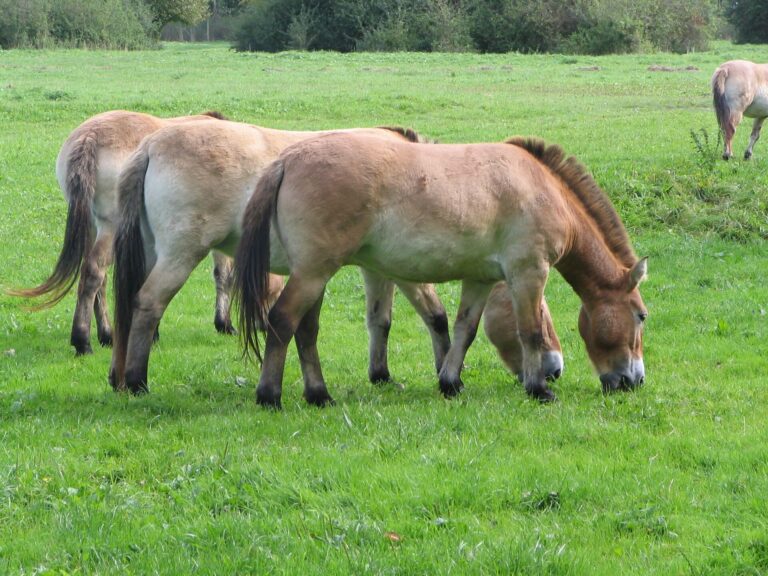 Kůň převalského Kůň převalského (Equus przewalskii)