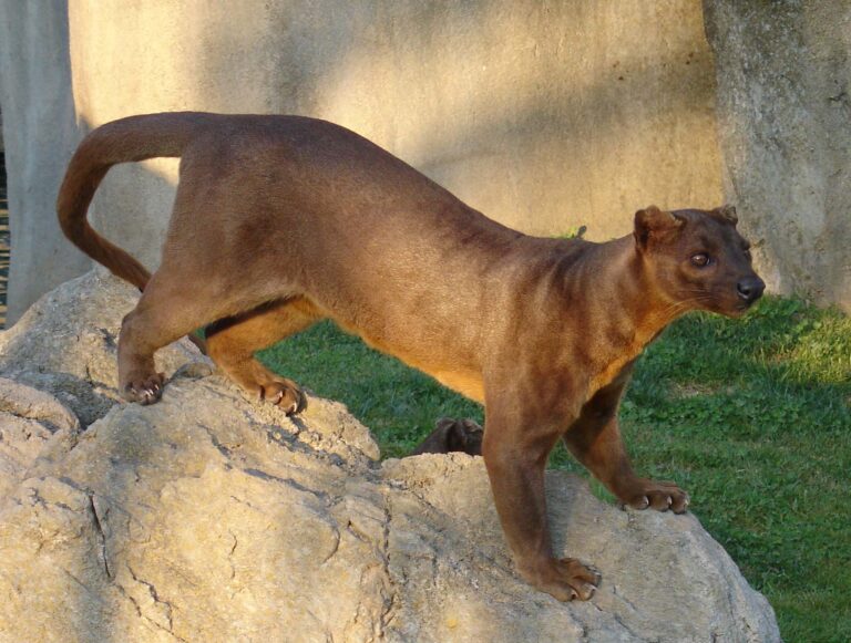 Fosa