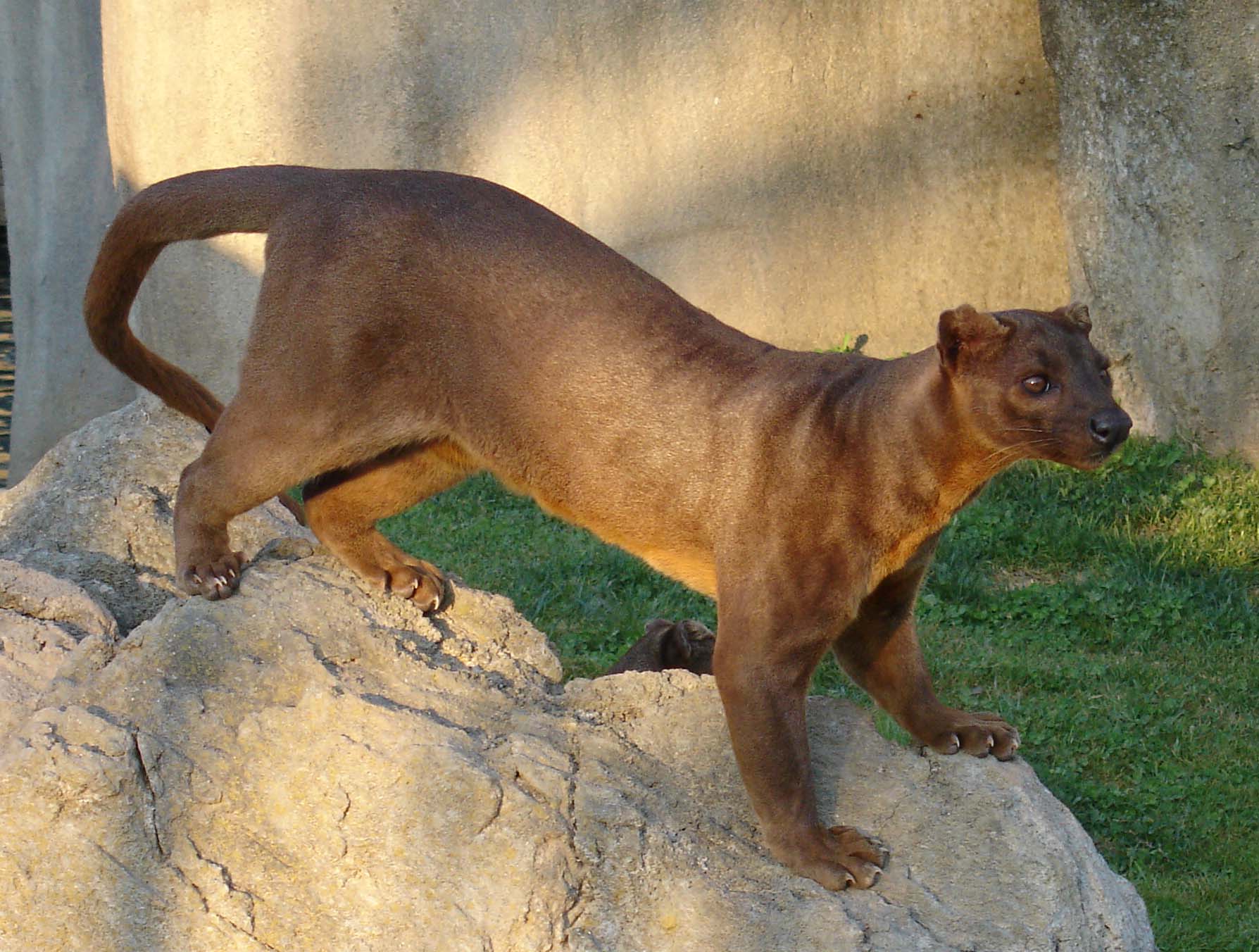 Fosa