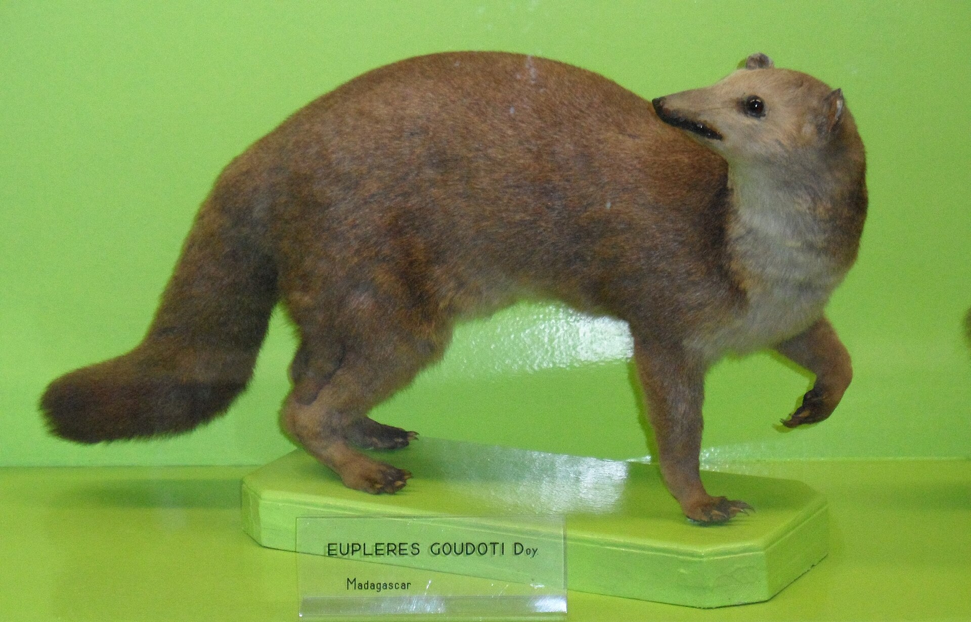 Puchol malý