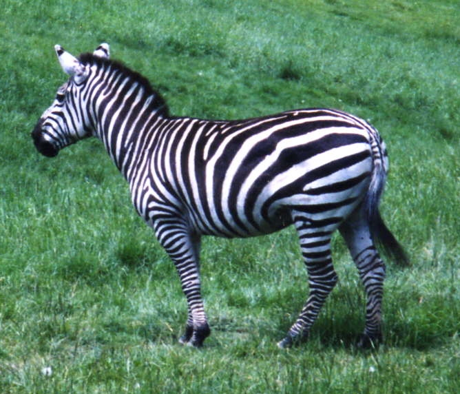 Zebra stepní