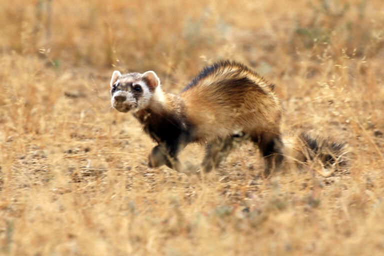 Tchoř stepní (Mustela eversmanii)