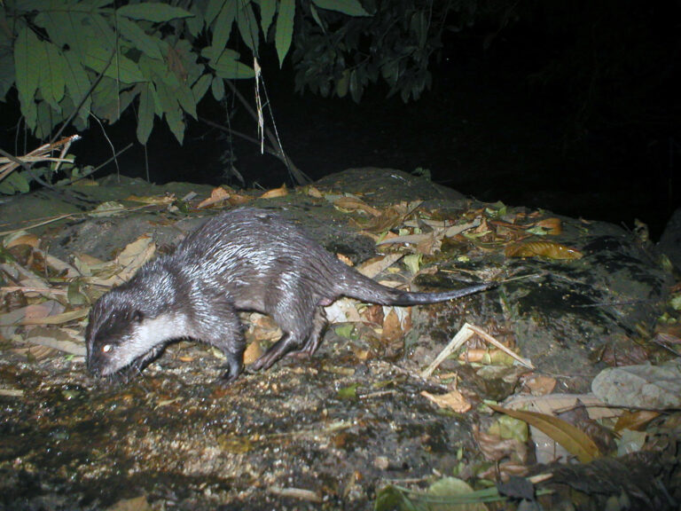 Vydra malá (Aonyx cinerea)