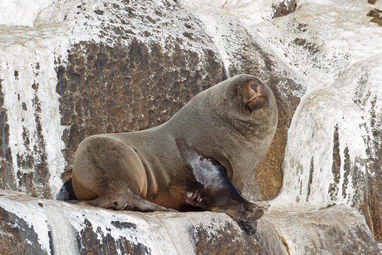 Lachtan jihoafrický (Arctocephalus pusillus)