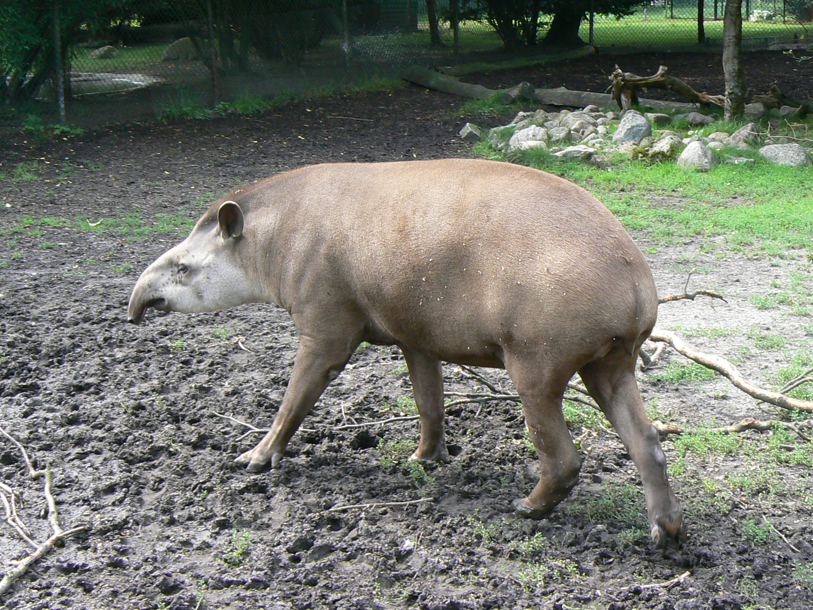 Tapír jihoamerický