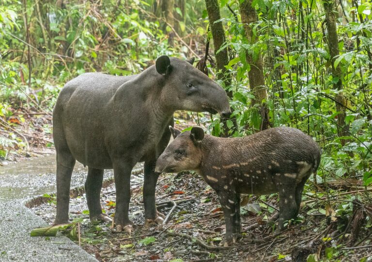 Tapír středoamerický (Tapirus bairdii)