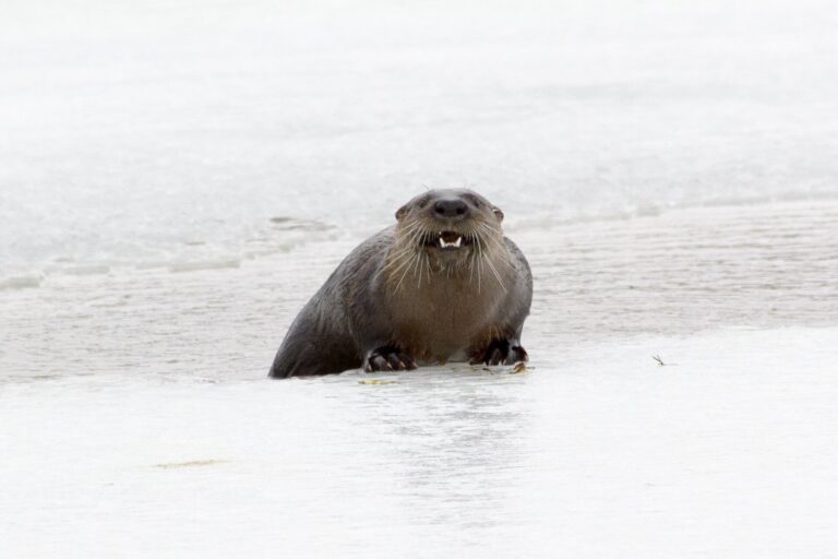 Vydra severoamerická Vydra severoamerická (Lontra canadensis)