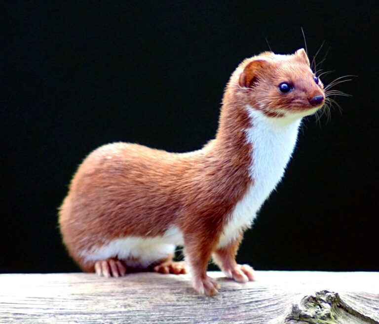 Lasice kolčava (Mustela nivalis)