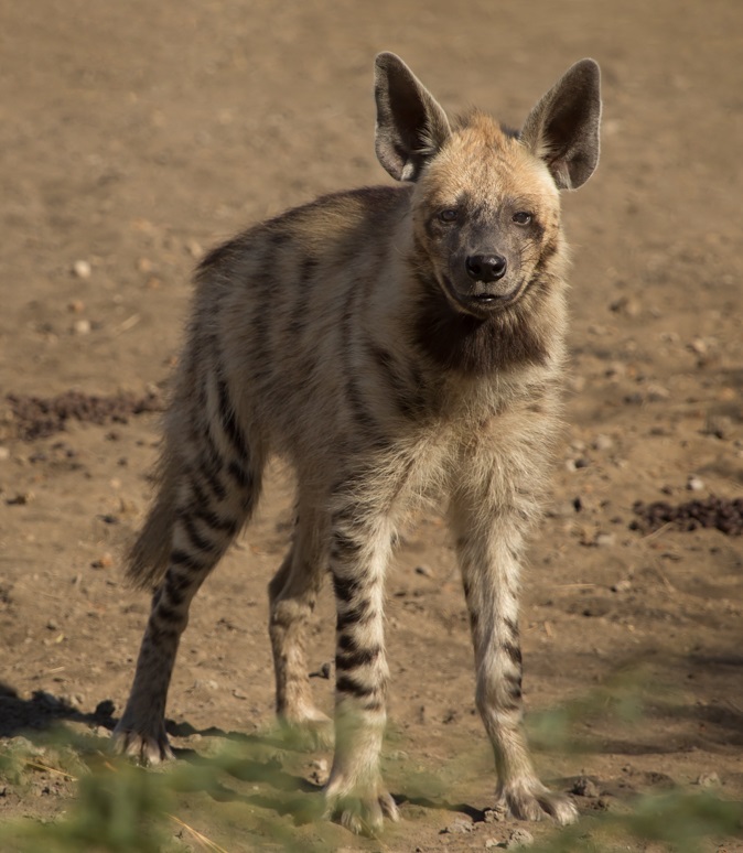 Hyena žíhaná