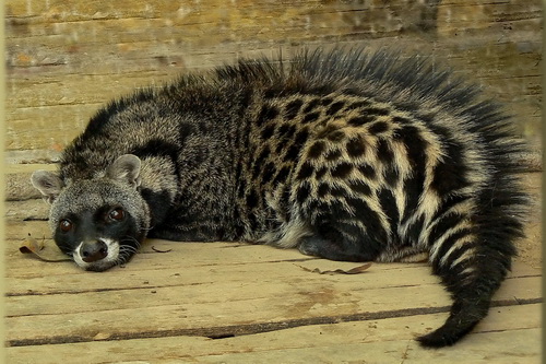 Cibetka africká
