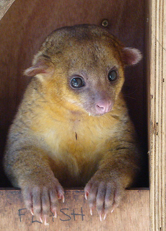 Kynkažu