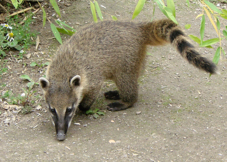 Nosál červený (Nasua nasua)